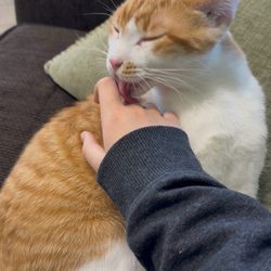 A cat I met in my last visit a while back