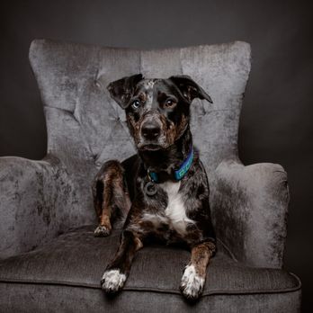 Bark Hop Studio - Session Photography Near Me - Glenmoore, Pennsylvania