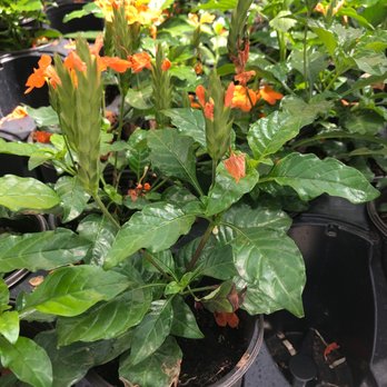 Green Acres Nursery & Supply - Crossandrea - Nurseries & Gardening Near Me - Irving, Texas
