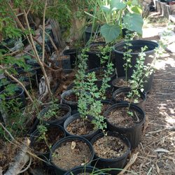 Ponderosa Nursery - Nice verity of Acacias , mosquite, iron wood, smoke trees, lots of endangered species being preserved.