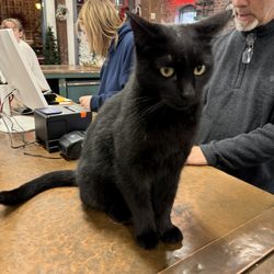 The Original Treasure Mart - Satin the cat