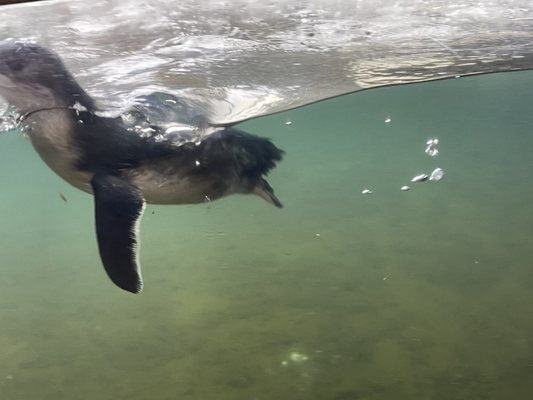 National Aquarium of New Zealand by null