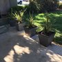 Photo of Carlos Cruz Lawn Care