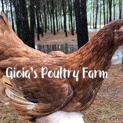 Gioia’s Poultry Farm - Rhode Island Red