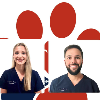 Mid Island Veterinary Practice - Veterinarians Near Me - Staten Island, New York Mid Island Veterinary Practice - Veterinarians Near Me - Staten Island, New York