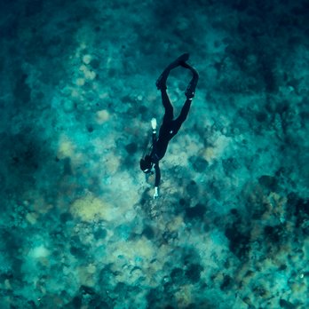 Dive Oahu - Kieran diving deep to point out the creatures! - Snorkeling Near Me - Honolulu, Hawaii