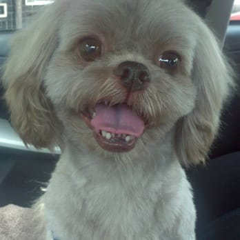 Tails A Go-Go - Bailey after his haircut - Pet Groomers Near Me - Albany, California Tails A Go-Go - Bailey after his haircut - Pet Groomers Near Me - Albany, California