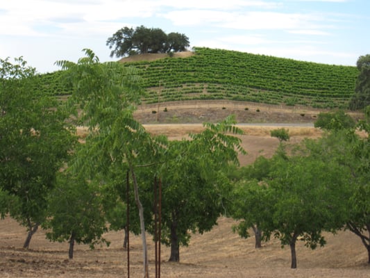 Adelaida Vineyards and Winery by null