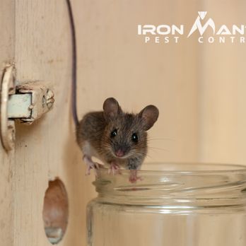Iron Mantis Pest Control - Pest Control Near Me - Mesa, Arizona