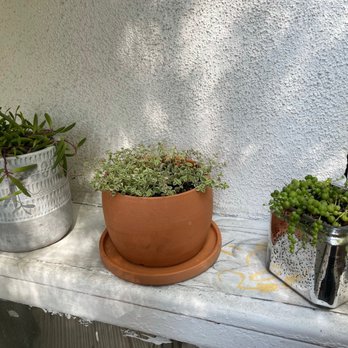 Rolling Greens - Plants and center pot are from this nursery - Nurseries & Gardening Near Me - Culver City, California Rolling Greens - Plants and center pot are from this nursery - Nurseries & Gardening Near Me - Culver City, California
