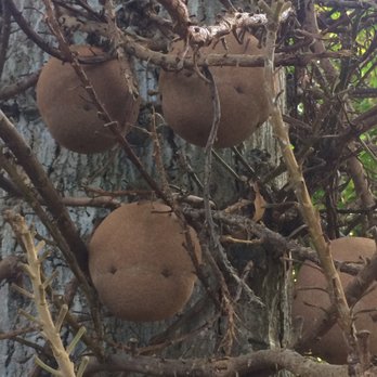 Foster Botanical Garden - Cannonballs from tree; watch out for falling ones! - Botanical Gardens Near Me - Honolulu, Hawaii