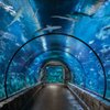 Shark Reef Aquarium gift card