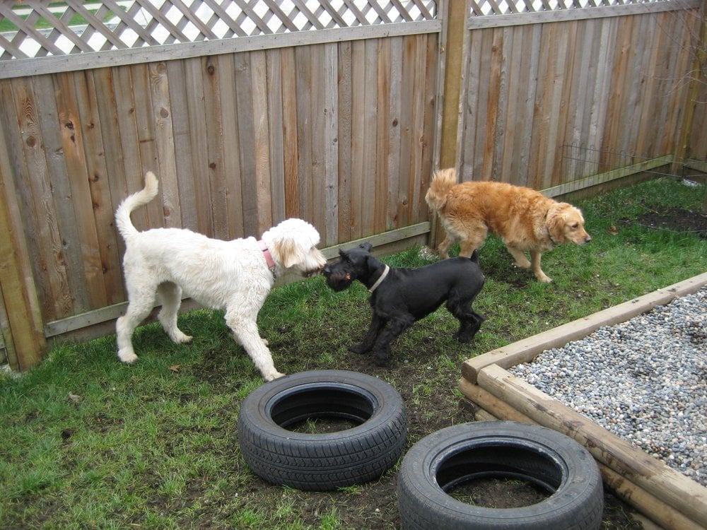 ADELE’S DOGGIE DAYCARE Updated August 2024 5964 191A Street, Surrey