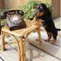 Photo of Barbaras Dog Grooming