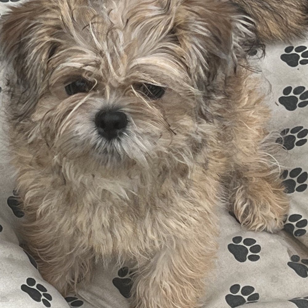Soft Paws Rescue - Zhizhu missing by Santa Rita Rd. El Sobrante. 7739879269. - Animal Shelters Near Me - Santa Rosa, California Soft Paws Rescue - Zhizhu missing by Santa Rita Rd. El Sobrante. 7739879269. - Animal Shelters Near Me - Santa Rosa, California