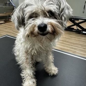 Top Dog - Faith before - Pet Groomers Near Me - Stuart, Florida Top Dog - Faith before - Pet Groomers Near Me - Stuart, Florida