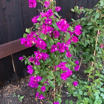 Berkeley Horticultural Nursery - My bougainvilleas looking beautiful - Nurseries & Gardening Near Me - Berkeley, California