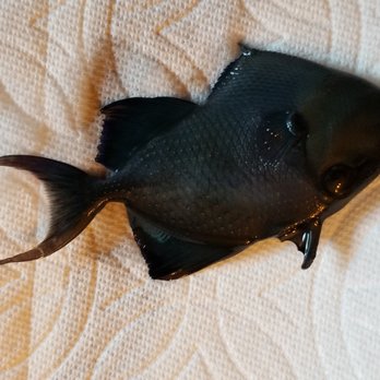 LiveAquaria - DOA - Pet Stores Near Me - Rhinelander, Wisconsin LiveAquaria - DOA - Pet Stores Near Me - Rhinelander, Wisconsin