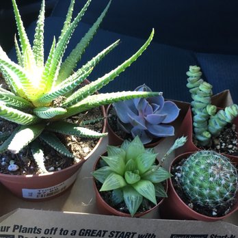 Buchanan's Native Plants - Nurseries & Gardening Near Me - Houston, Texas