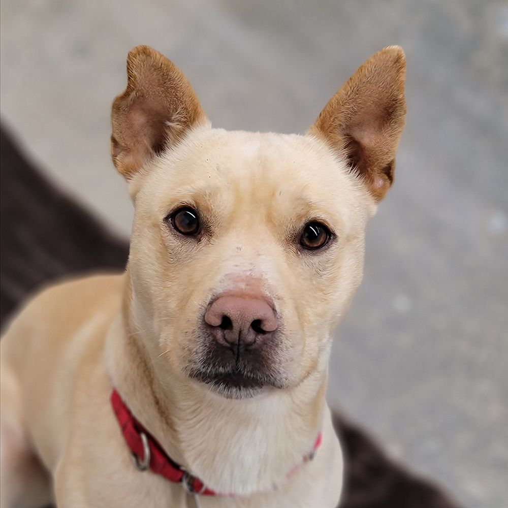 Homeward Pet Adoption Center Image