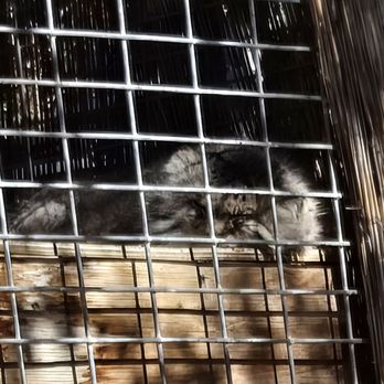 Project Survival's Cat Haven - Pallas cat - Zoos Near Me - Dunlap, California