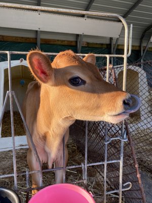 Freedom Hill Farm by null