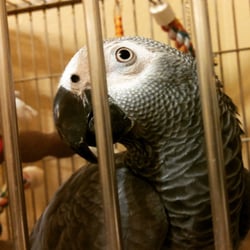 From Wags to Whiskers, Inc - Special pricing on two visits a day for large birds.