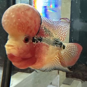 Fish World - Beautiful Flowerhorn Cichlid - Aquarium Services Near Me - Ontario, California