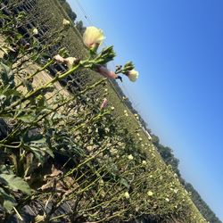 Hallock's U-Pick Farm & Greenhouse - Okra patch