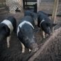 Photo of Happy Tails