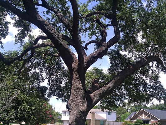 Trimming trees is recurring Maintenance about every two year’s. Call or Text 281 236 8733 or tim@tnttreeservice.com or tnttree.tj@gmail.com - Tree trimming - Let us artistically trim your trees. We prepare trees for hurricanes and high winds by balancing the limb levels and thinning.
We apply a little rope pressure to the top of the tree, then cut a small knotch in the front of the tree, and cut the back of the tree in order to drop it. Don't leave dead trees too long, because they will fall on pets, people, and the property you care about. They can also spread insects and tree diseases. Trimming trees is recurring Maintenance about every two year’s. Call or Text 281 236 8733 or tim@tnttreeservice.com or tnttree.tj@gmail.com - Tree trimming - Let us artistically trim your trees. We prepare trees for hurricanes and high winds by balancing the limb levels and thinning.
We apply a little rope pressure to the top of the tree, then cut a small knotch in the front of the tree, and cut the back of the tree in order to drop it. Don't leave dead trees too long, because they will fall on pets, people, and the property you care about. They can also spread insects and tree diseases.