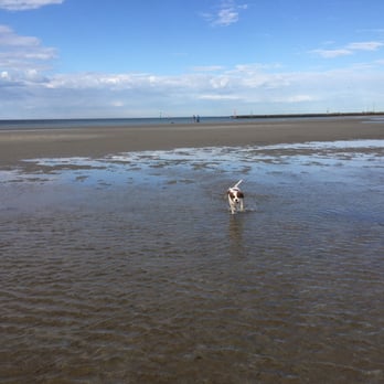 Altona Dog Beach - Beaches Near Me - Altona, VIC Altona Dog Beach - Beaches Near Me - Altona, VIC
