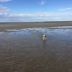 Altona Dog Beach