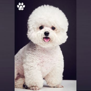 Best Friend Studios - Pet Photography Near Me - Los Angeles, California Best Friend Studios - Pet Photography Near Me - Los Angeles, California