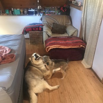 Head To Tail - Immediately after grooming. - Pet Groomers Near Me - Crestline, California