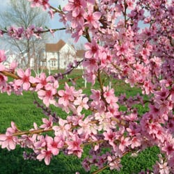 Harker Family Farms - Peach blossoms are beautiful, and they turn in to tasty peaches!