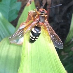 Entex Pest Solutions - Common Name: Cicada Killer  Family: Crabronidae