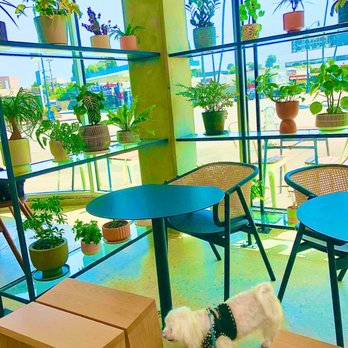 Black Canvas Coffee - Fendi and indoor seating w/blank canvas tabletops + shelves of real plants. Floor to ceiling glass windows makes it bright. - Breakfast & Brunch Near Me - Beverly Hills, California
