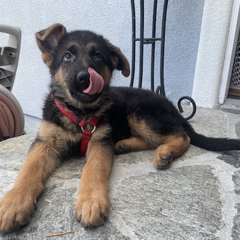 Top Shepherd - Ruger - Pet Breeders Near Me - Anza, California