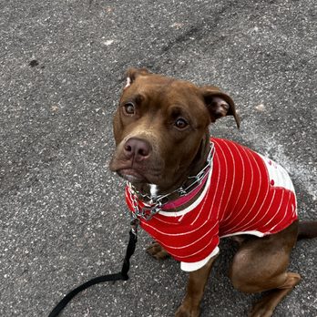 Humble Paws - Coco Learning "Stay" during her pick up drop off program!!! - Dog Walkers Near Me - Colorado Springs, Colorado Humble Paws - Coco Learning "Stay" during her pick up drop off program!!! - Dog Walkers Near Me - Colorado Springs, Colorado