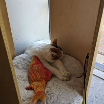 Denver Cat Company - Coffee & Tea Near Me - Denver, Colorado