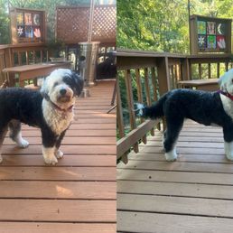 Before and after, happy beautifully groomed dog