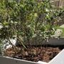 Bayview Greenwaste Management Co