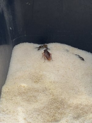 Silver Moon 1 by null