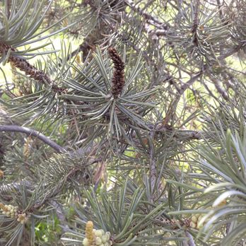 VJ Stars Tree Services - Sick trees - Tree Services Near Me - Albuquerque, New Mexico