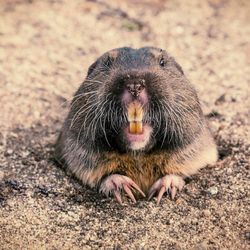 Apex Gopher And Pest Control - Pocket Gopher
