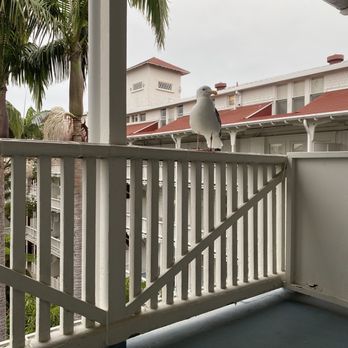 Hotel del Coronado, Curio Collection by Hilton - My patio partner while I enjoyed my morning coffee - Coronado, CA