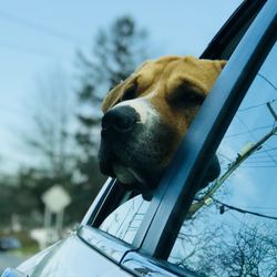 Kekepania Pet Services