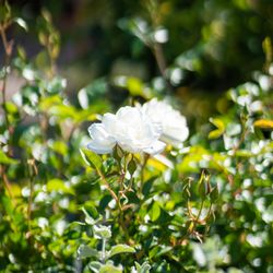 SummerWinds Nursery - Country Club - Iceberg roses in bloom.