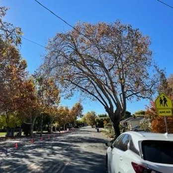 Newark Tree Service - Tree Services Near Me